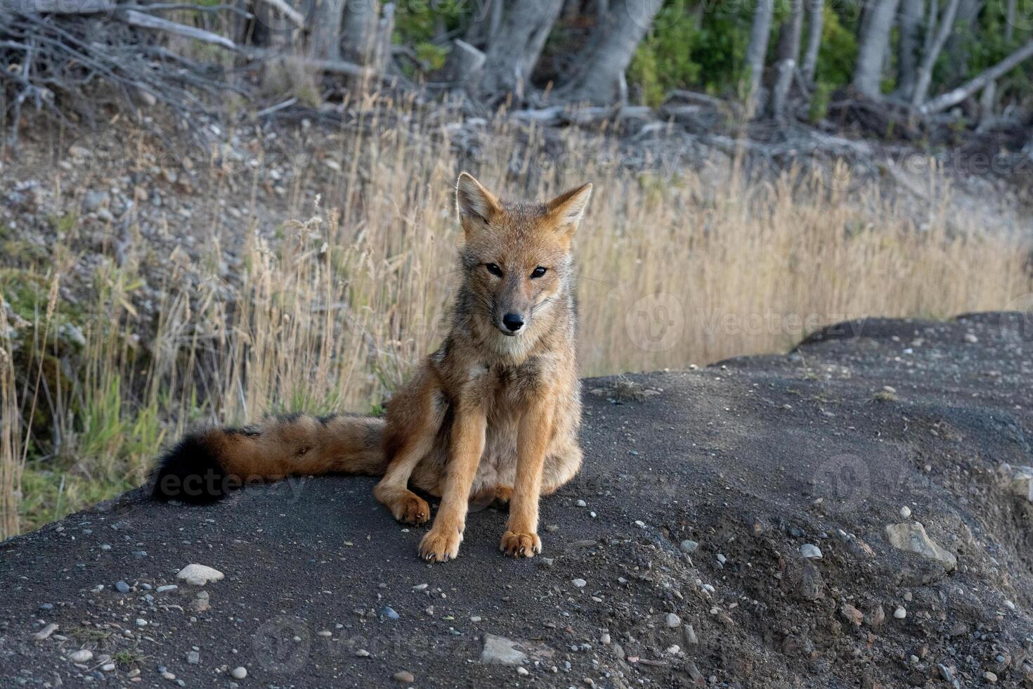 andean fox sitting front photo