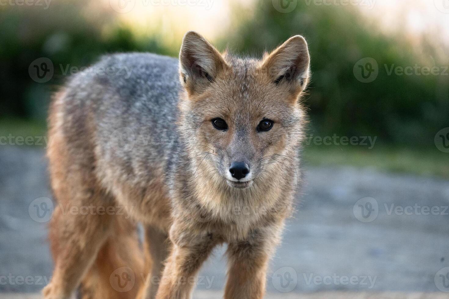 andean fox close up photo