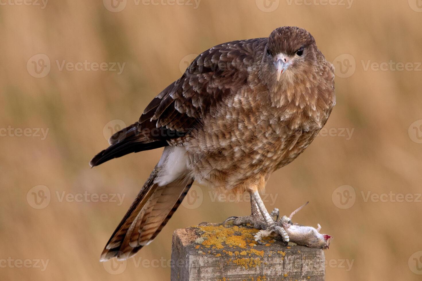 Chimango Caracara hunting and eating a mouse photo