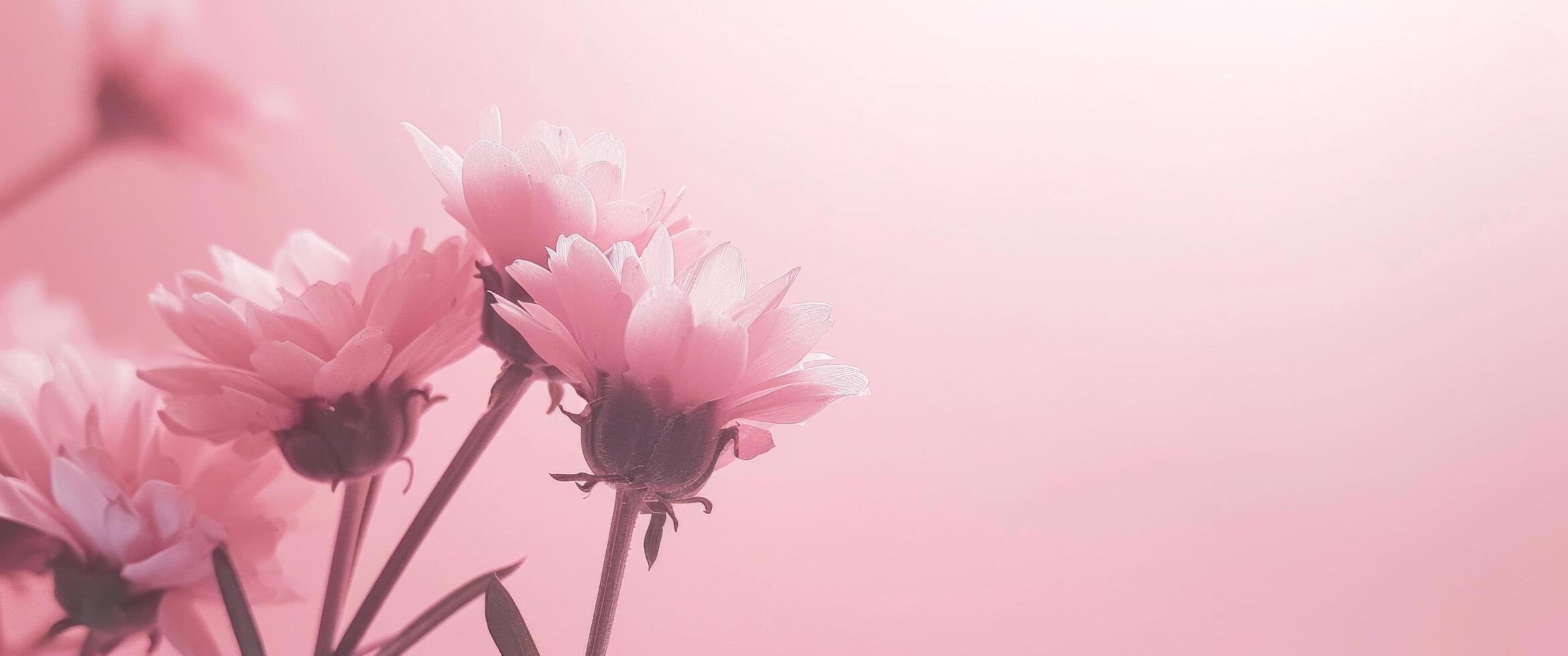 AI generated a pink flower frame on pink background photo