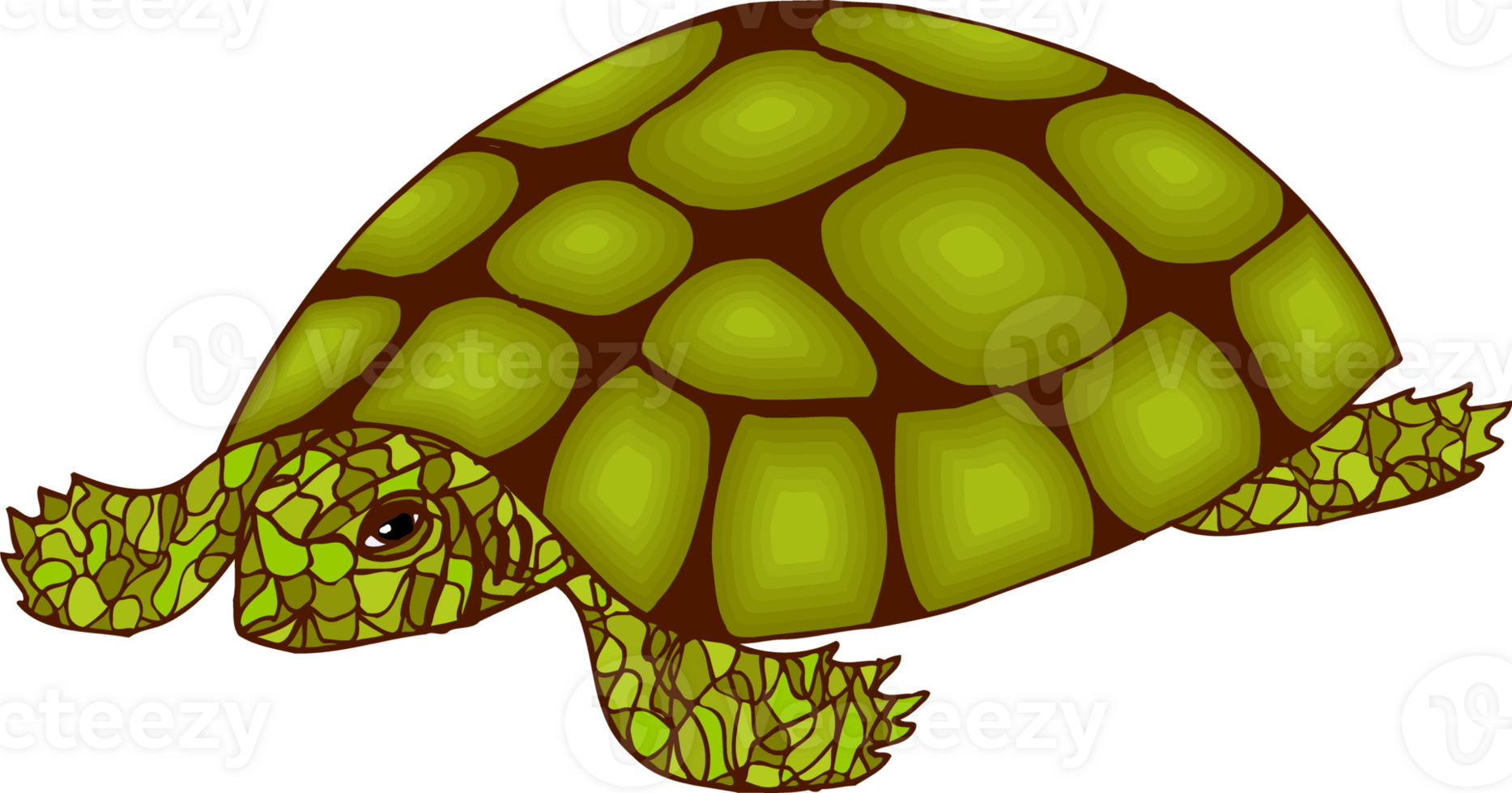 Turtle character illustration png