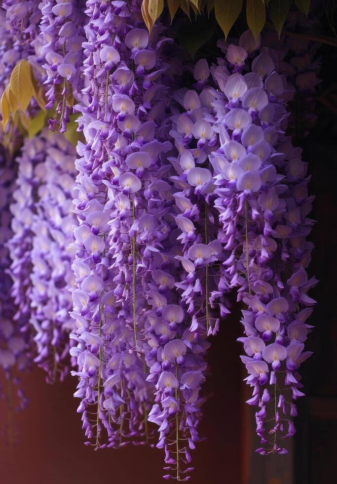 AI generated Cascading wisteria blooms creating a lilac-hued curtain of natural beauty photo