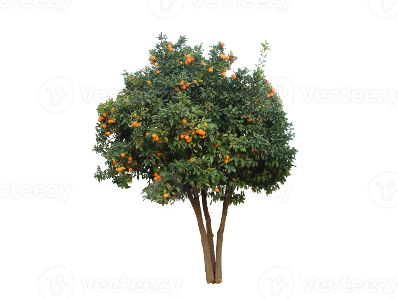 Arnce tree plant with a warm climate- png