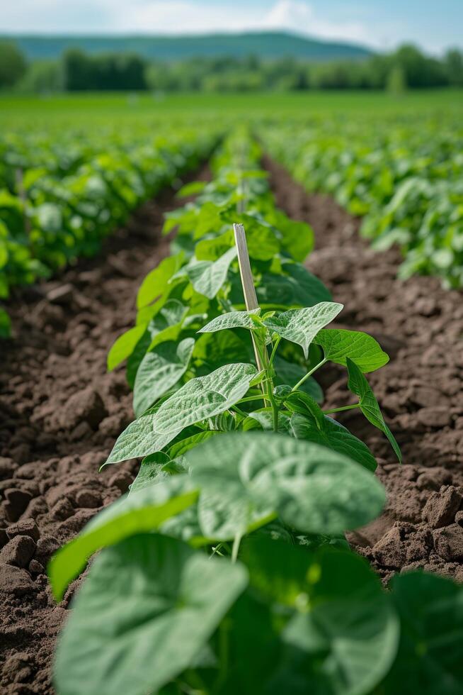 AI generated Rows of neatly staked green beans, waiting to be picked for a crisp side dish photo