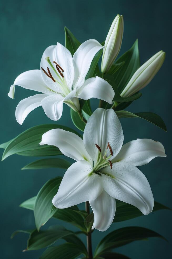 AI generated Pristine white lilies resting upon emerald leaves photo