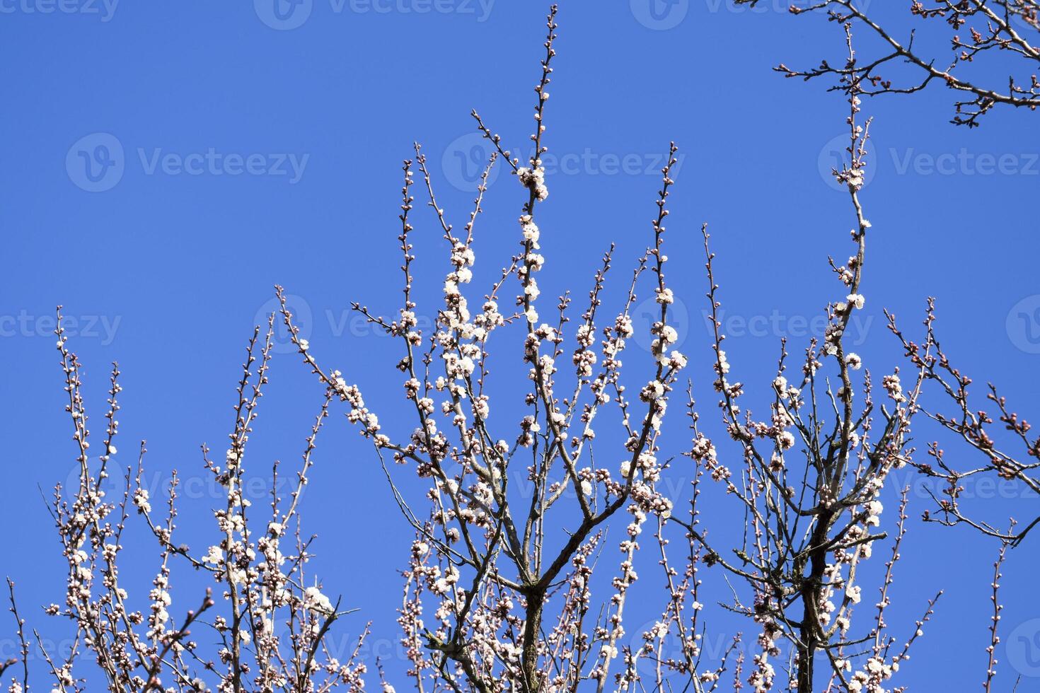 Spring flowering trees. Pollination of flowers of apricot. Bloom photo