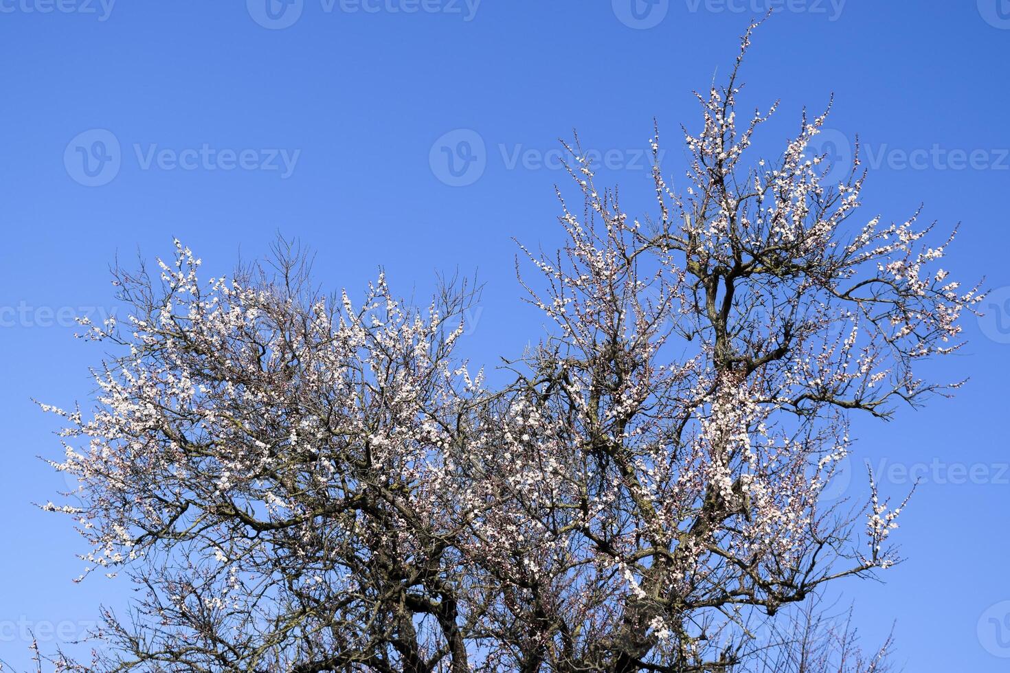 Spring flowering trees. Pollination of flowers of apricot. Bloom photo