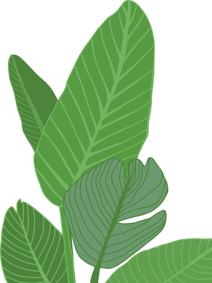 tropical exotic plants and leafs isolated on white background vector