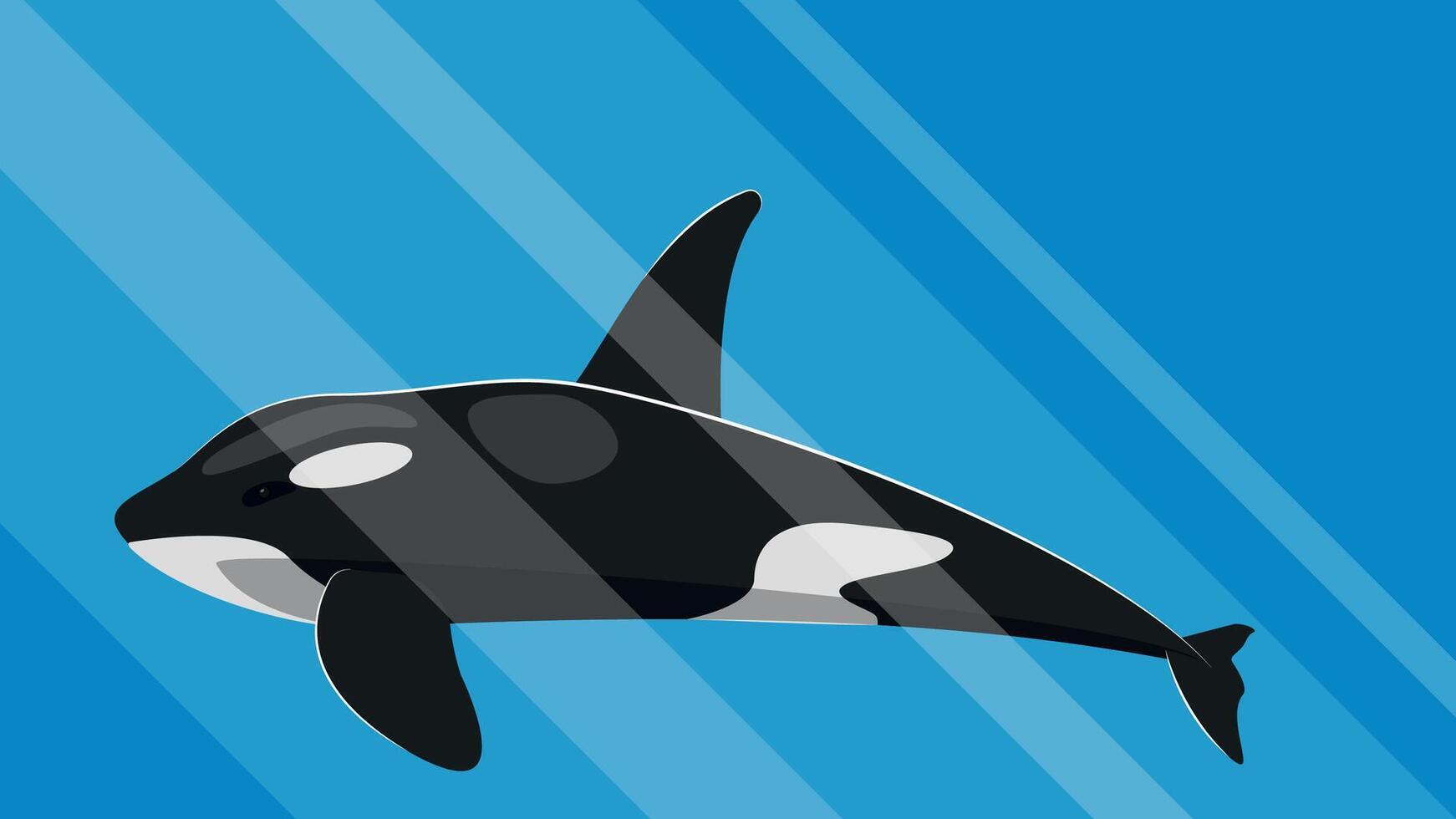 Cartoon killer whale swims underwater in the rays from the sun vector