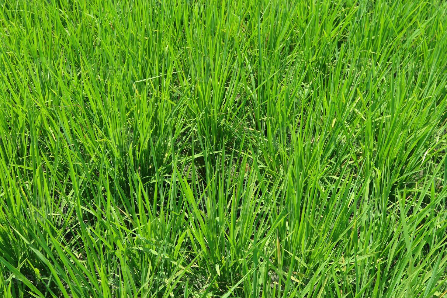 Bright outdoor landscape view over grass, rice, meadows and agricultural fields. Natural green green background. Growth of rice fields. photo