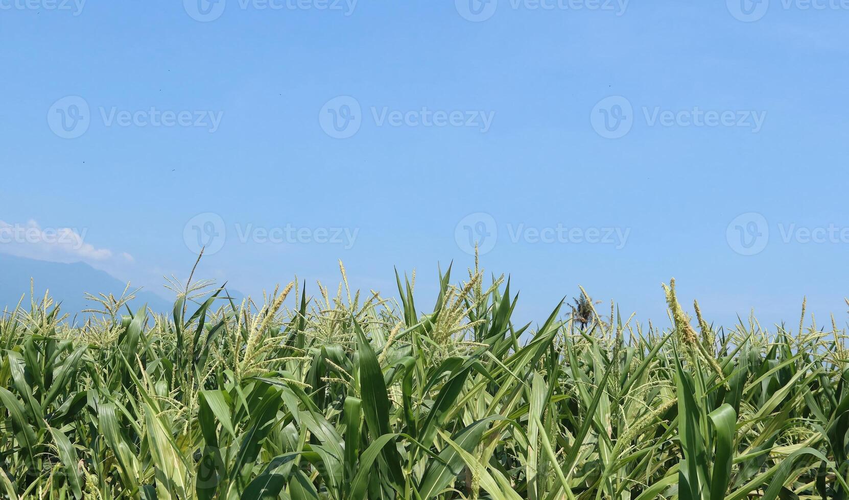 Corn field farming. Green nature. Rural farmland in summer. Plant growth. Farm scene. Outdoor view. Organic leaves. Harvest season with blue sky photo