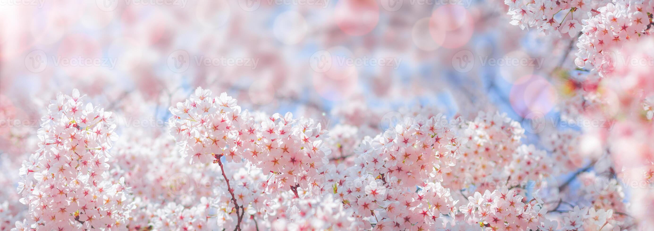 Cherry blossom  flower in spring for background or copy space for text photo