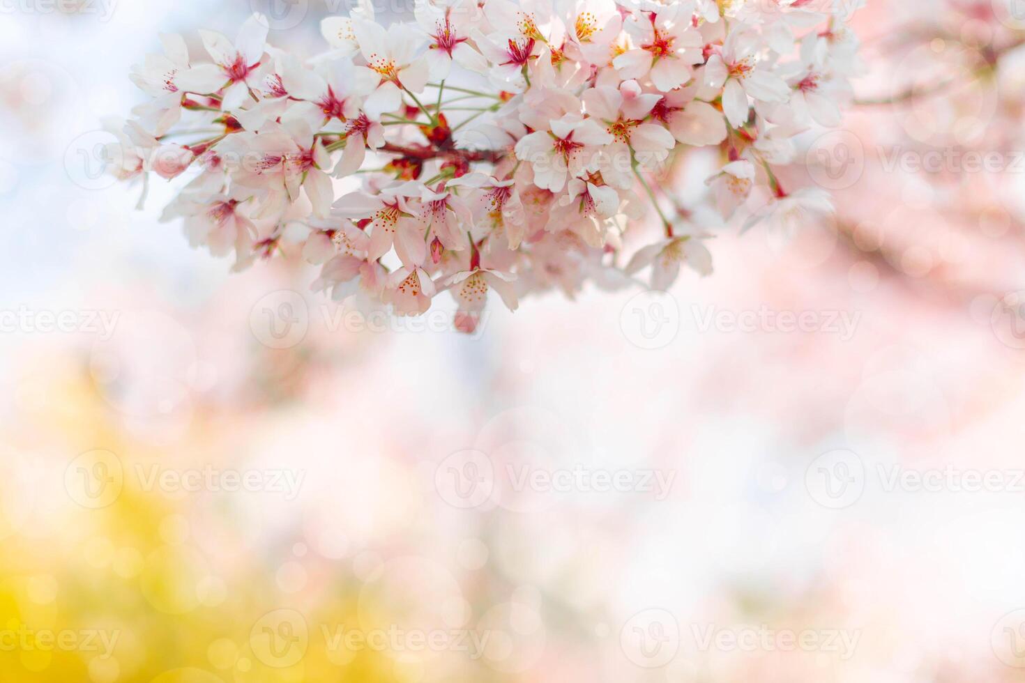 Cherry blossom  flower in spring for background or copy space for text photo