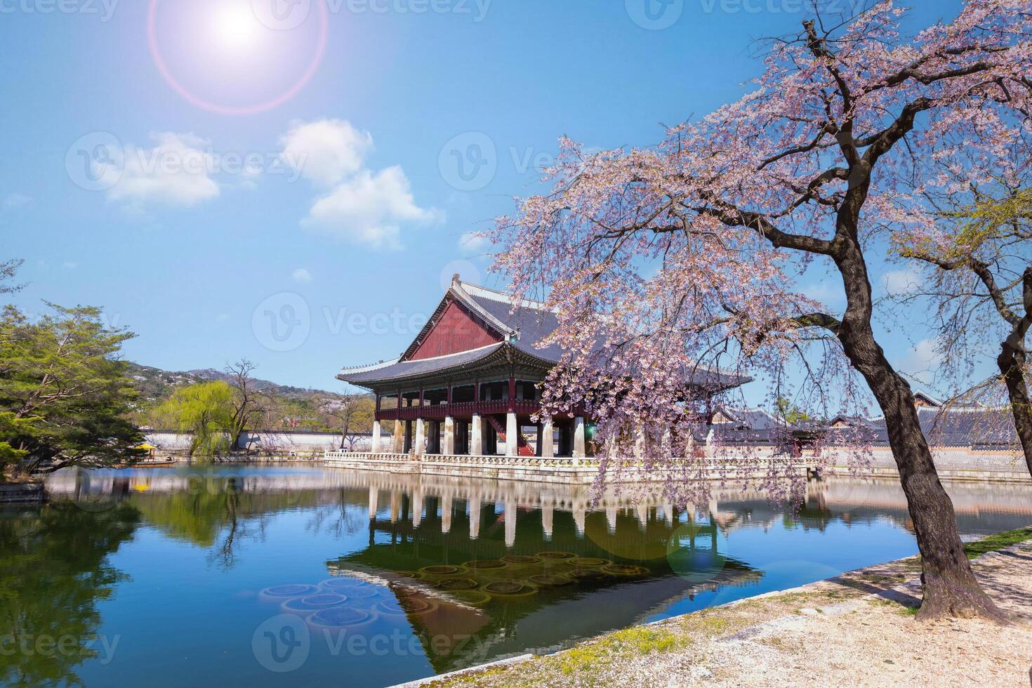 Gyeongbokgung palace with cherry blossom tree in spring time in seoul city of korea, south korea. photo