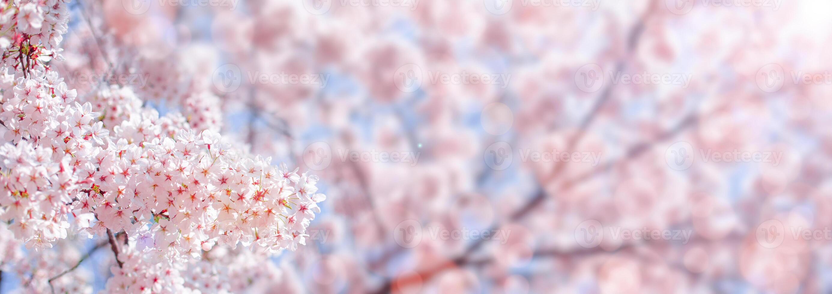 Cherry blossom  flower in spring for background or copy space for text photo