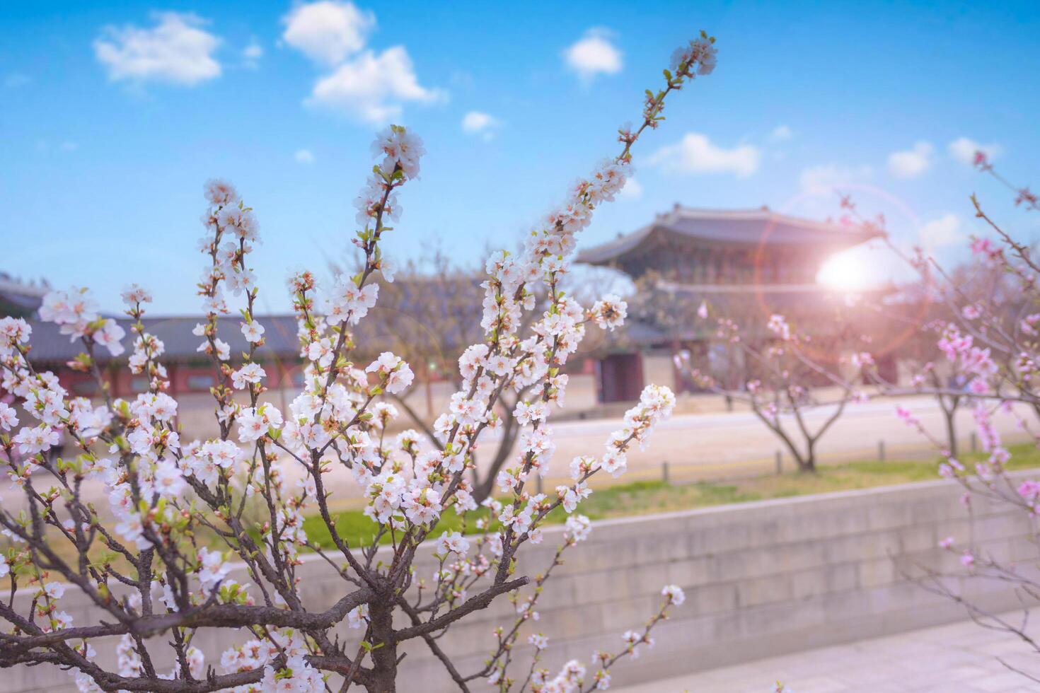 Gyeongbokgung palace with cherry blossom tree in spring time in seoul city of korea, south korea. photo