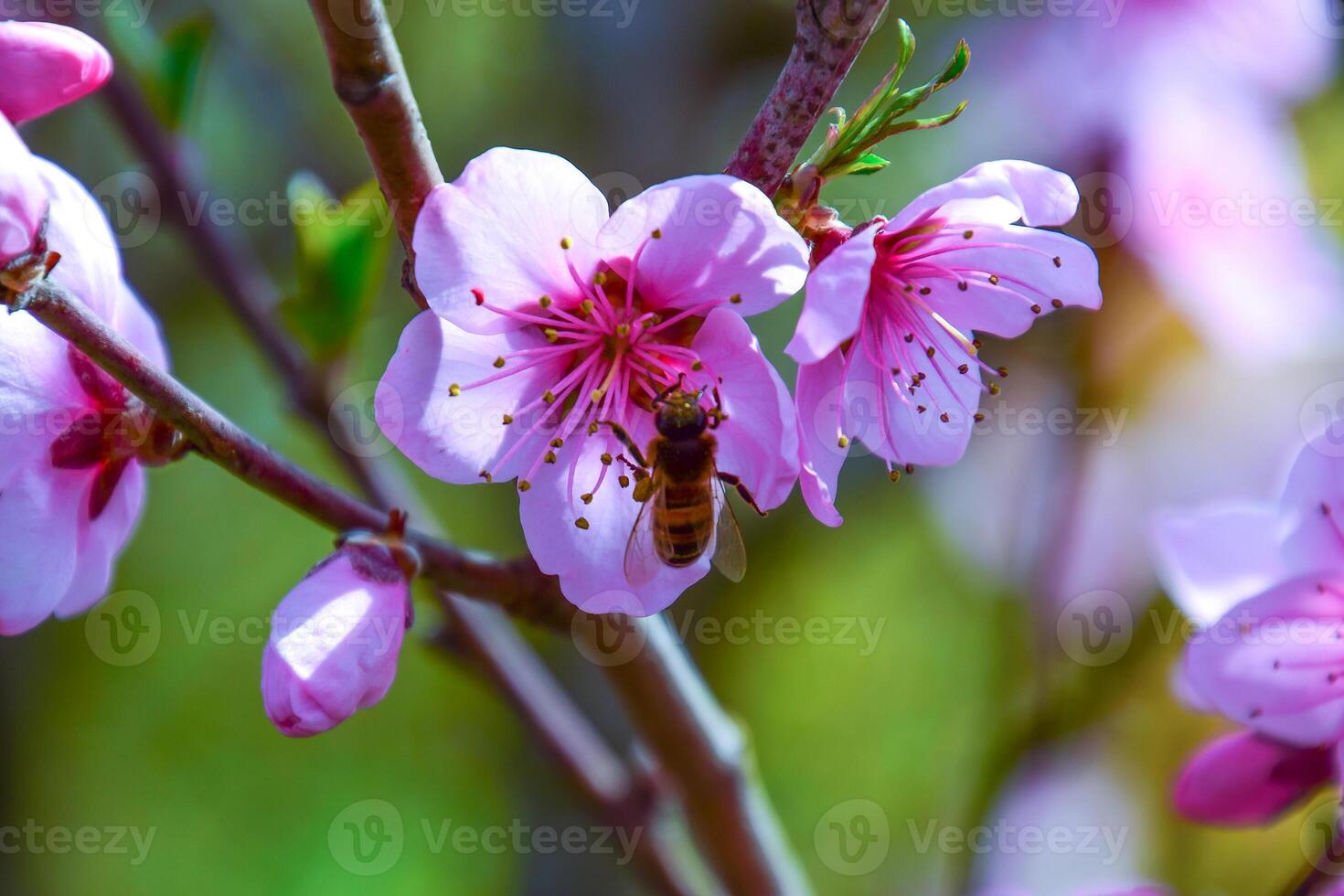 Spring flowering peach photo