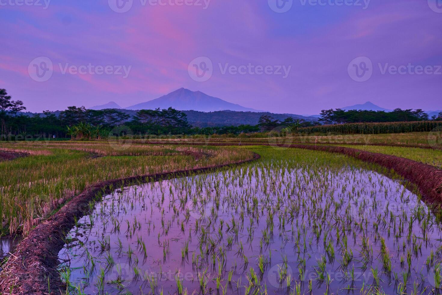 Beautiful scenery of paddy field under the colorful dramatic sky during sunrise, Indonesia photo
