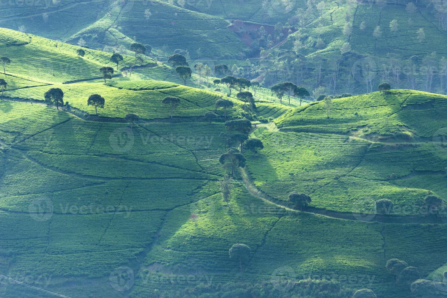 aéreo paisaje de té plantación en un ladera con Mañana ligero y arboles en sur bandung, Indonesia foto