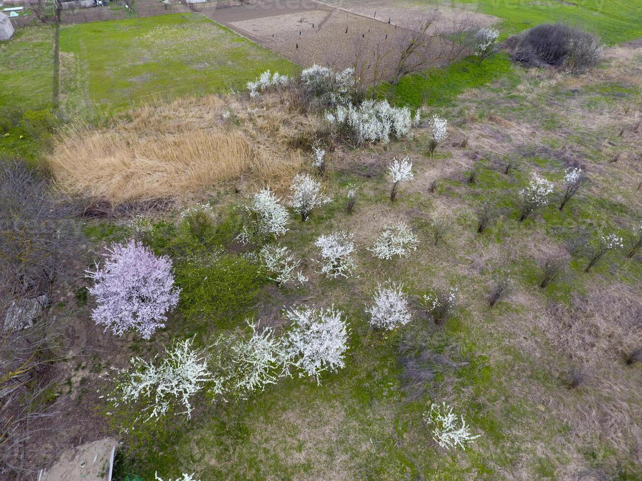 floreciente Cereza ciruela. cultivable jardín, filas de joven arboles blanco flores de ciruela arboles en el ramas de un árbol. primavera jardín. foto