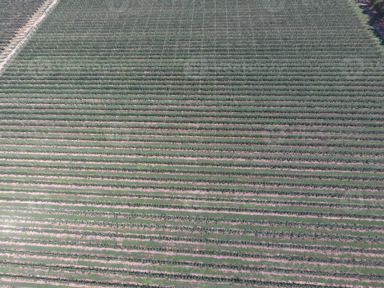 Rows of trees in the garden. Aerophotographing, top view. photo