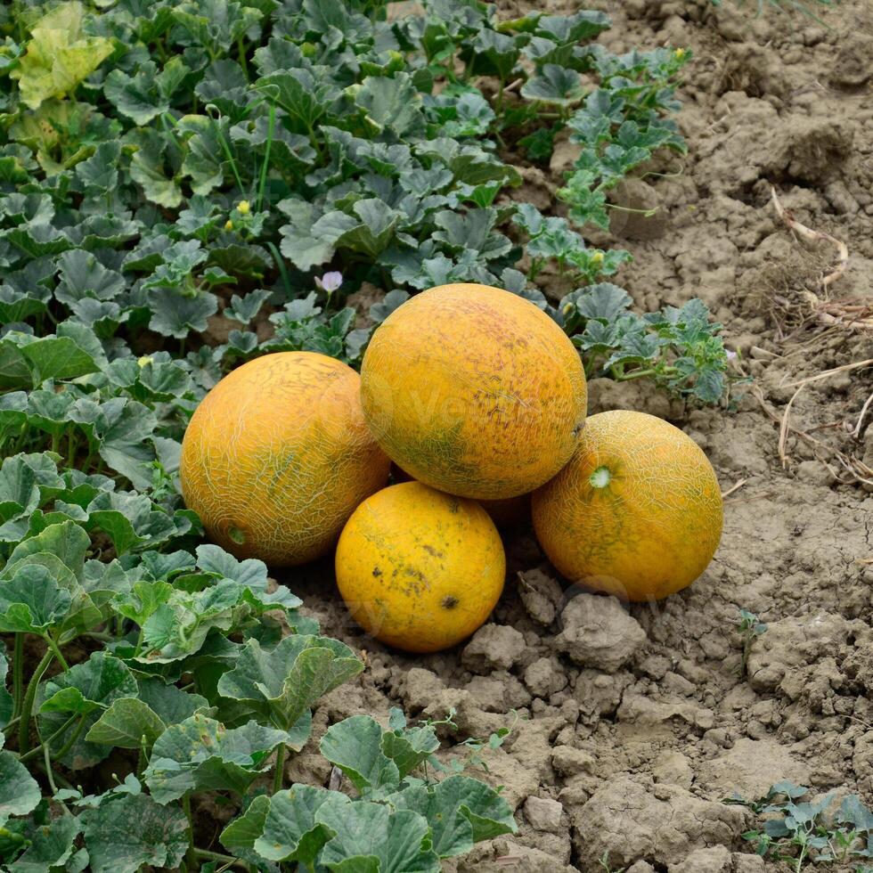 Melons, plucked from the garden, lay together on the ground photo