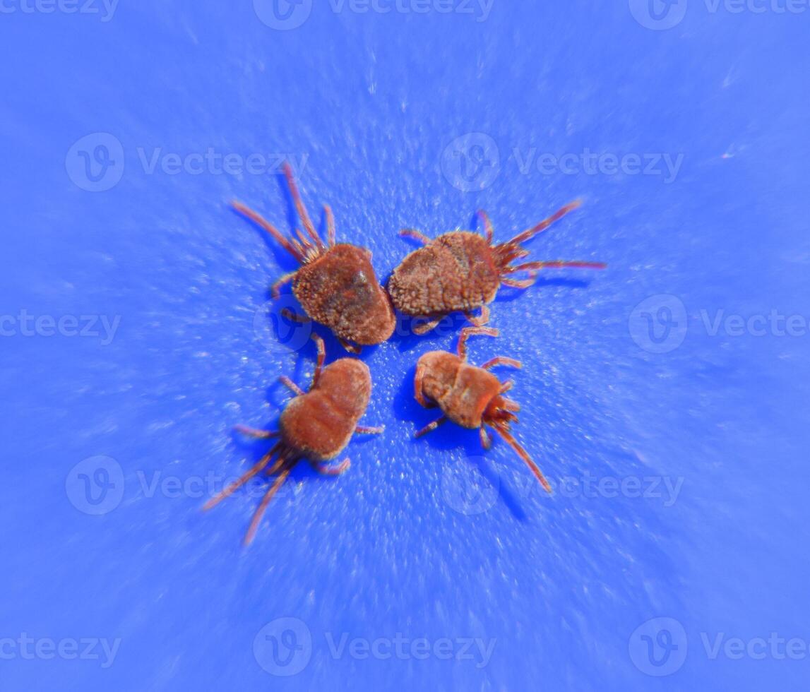 Arthropod mites on a blue background. Close up macro Red velvet photo