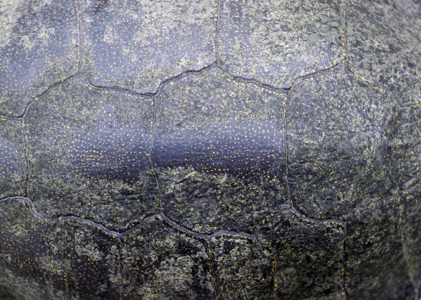 Background texture of tortoise shell. Turtle shell. photo