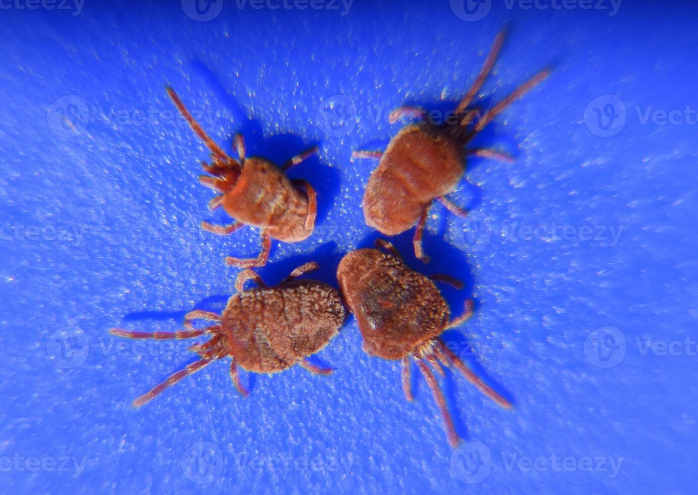 Arthropod mites on a blue background. Close up macro Red velvet photo