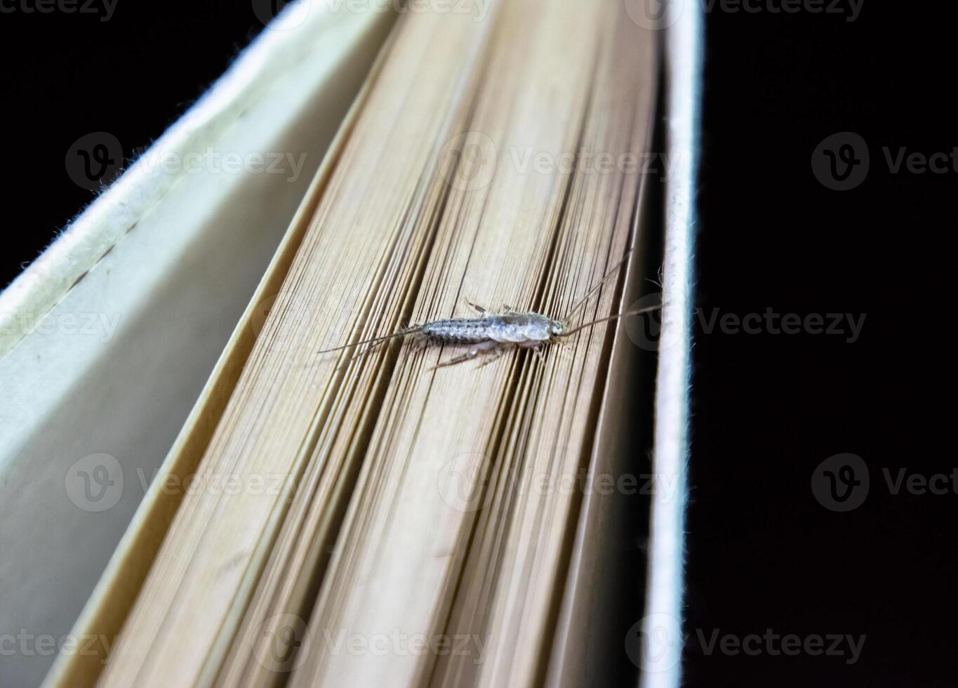 Thermobia domestica. Pest books and newspapers. Lepismatidae Insect feeding on paper - silverfish photo