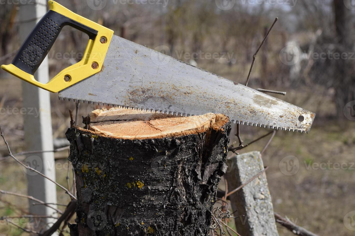 Saw a hacksaw at the cut branch. Cutting a tree branch with a hand garden saw. photo