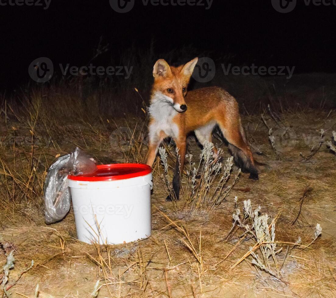 The fox at night is looking for food. The fox is next to a white photo