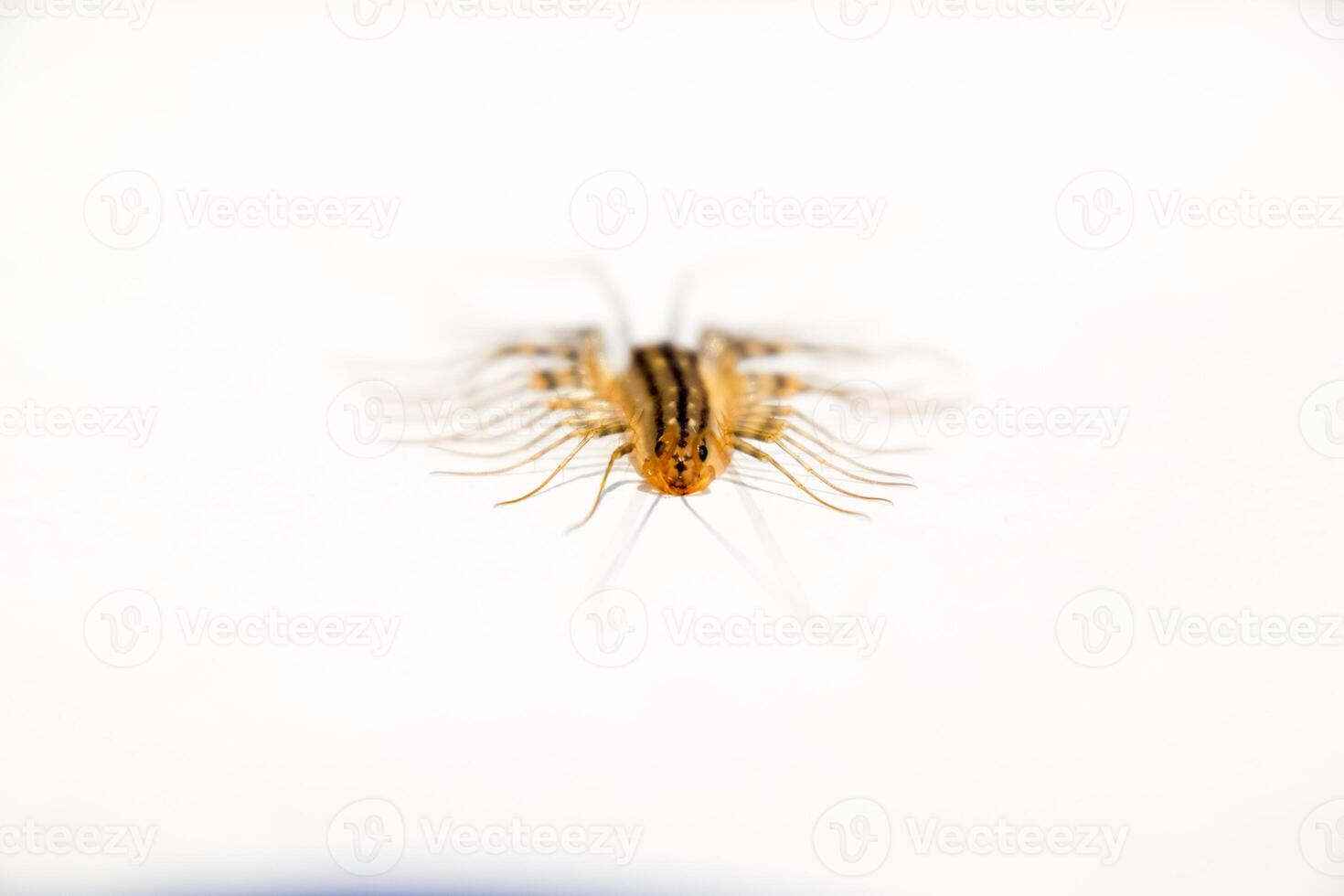 The Flycatcher. Scutigera coleoptrata. Centipede flycatcher, insect predator photo