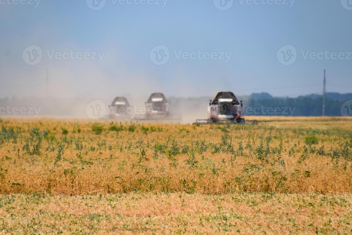 Harvesting peas with a combine harvester. Harvesting peas from the fields. photo