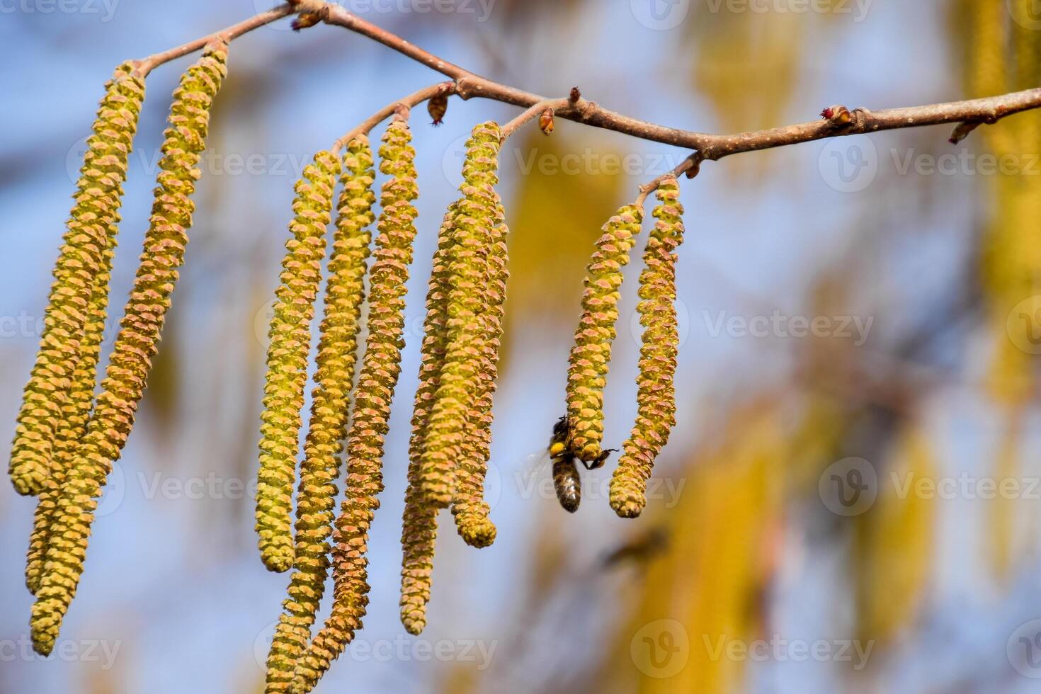 Pollination by bees earrings hazelnut. Flowering hazel hazelnut. photo