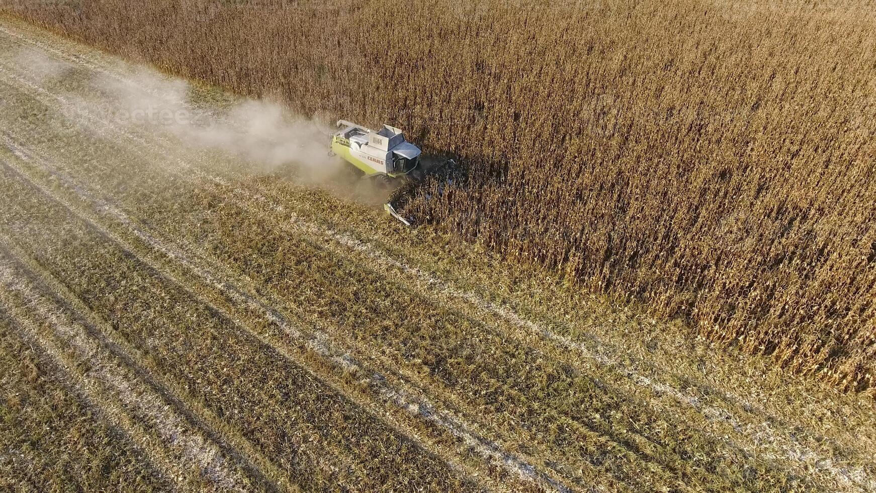 Harvester harvests corn. Collect corn cobs with the help of a combine harvester. Ripe corn on the field. photo