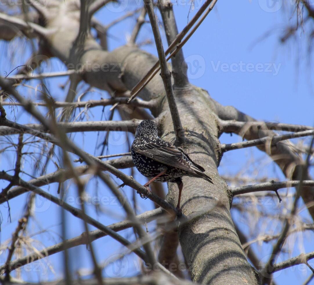 estornino en el ramas de un árbol. primavera en naturaleza. foto