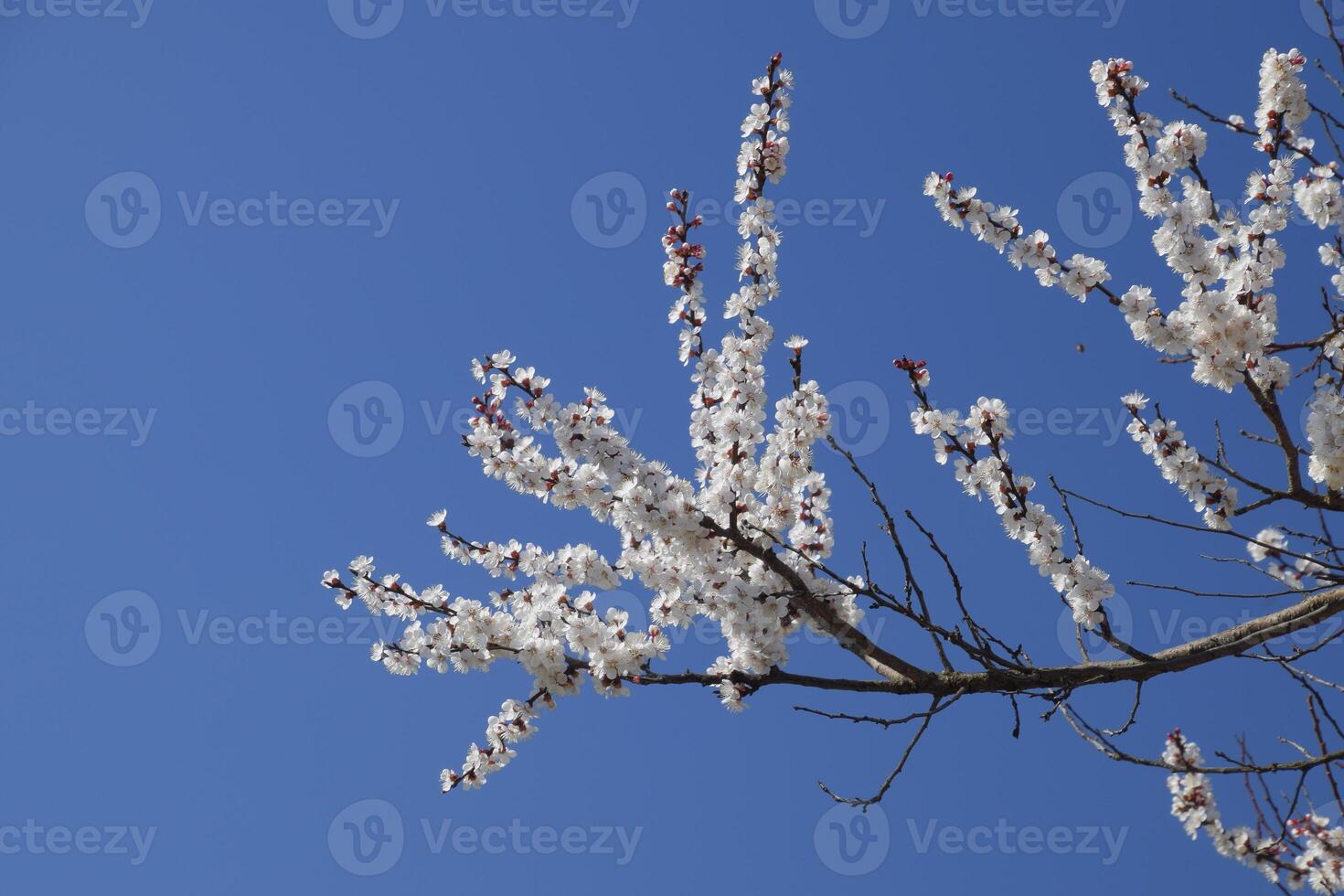 Spring flowering trees. Pollination of flowers of apricot. Blooming wild apricot in the garden photo
