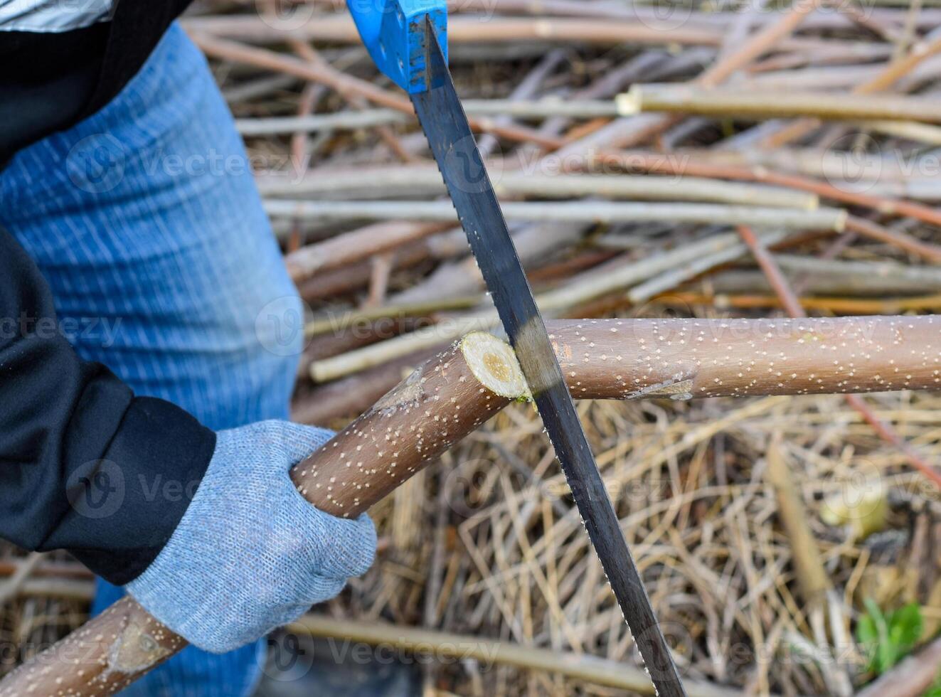 Sawing with a hand saw of a wood branch. photo