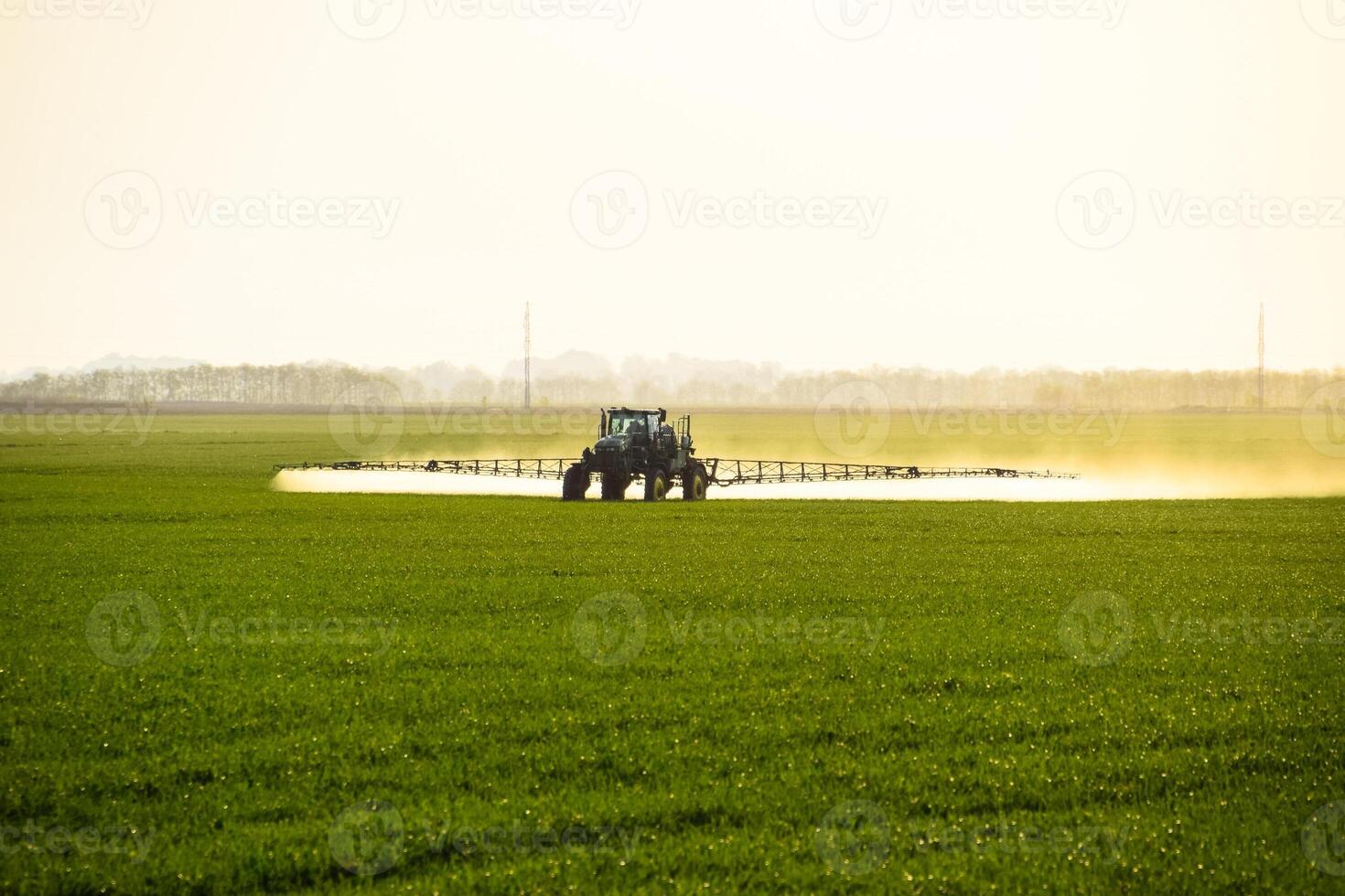 tractor with the help of a sprayer sprays liquid fertilizers on young wheat in the field. photo