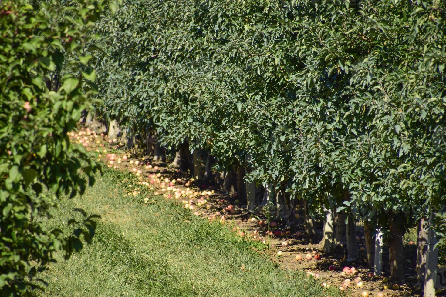 manzana huerta. filas de arboles y el Fruta de el suelo debajo t foto