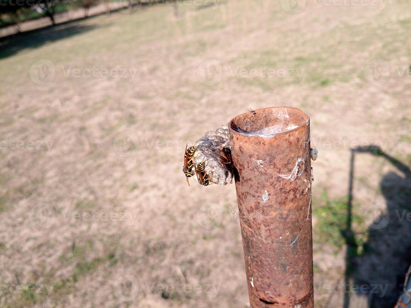 The nest wasps polistov. Vespiary photo