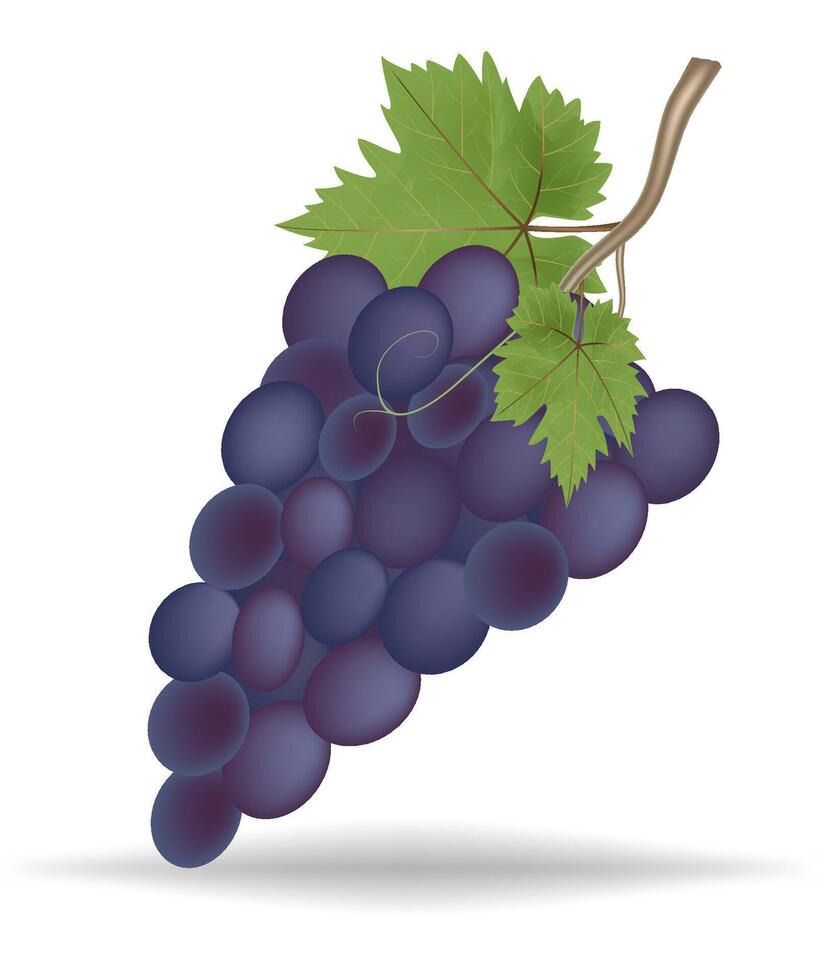 grapes on a vine vector illustration