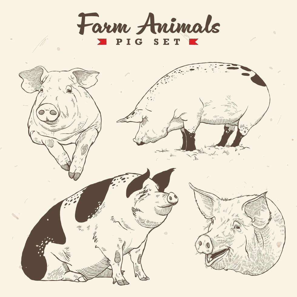 Engraved retro pig set with 4 poses vector