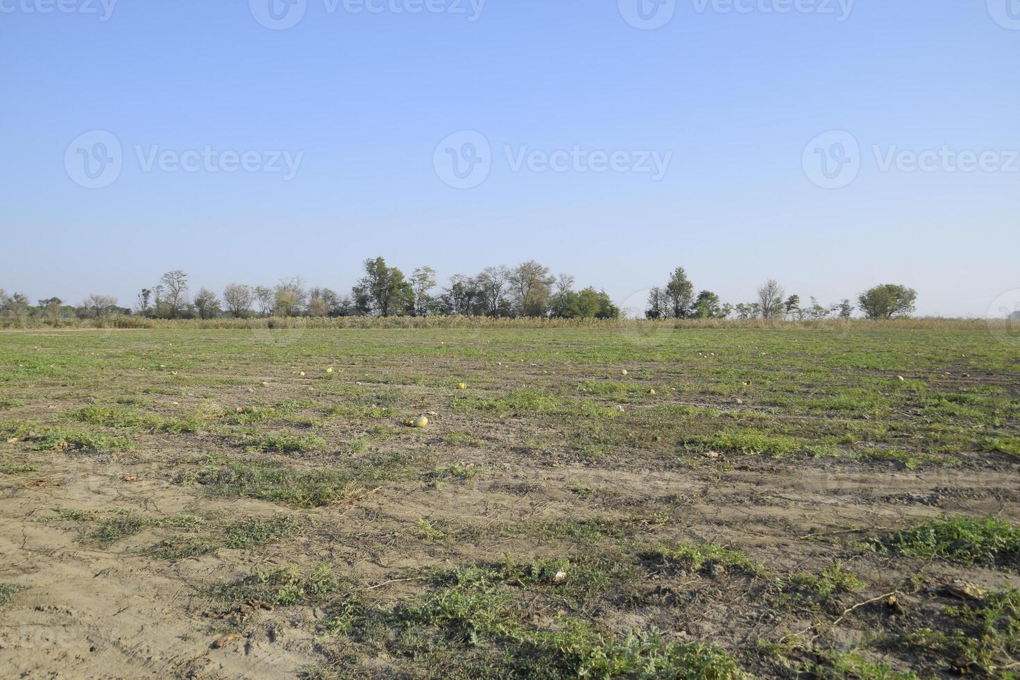 An abandoned field of watermelons and melons. Rotten watermelons. Remains of the harvest of melons. Rotting vegetables on the field. photo