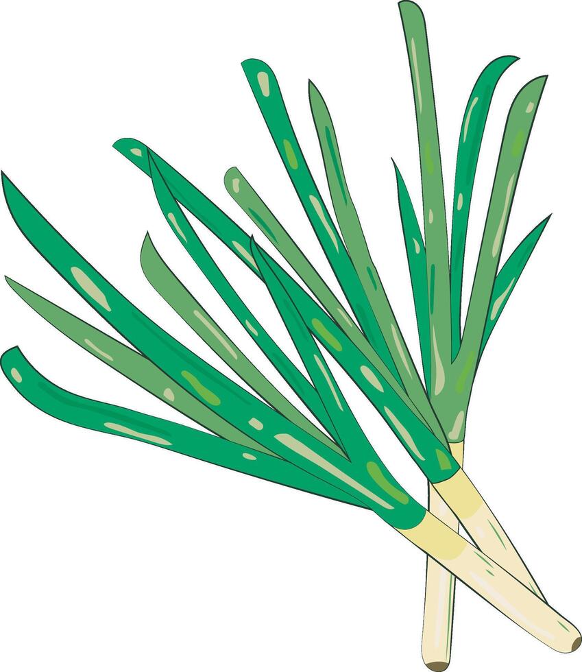Green Onion Element Chives Illustration Graphic Element Art Card vector