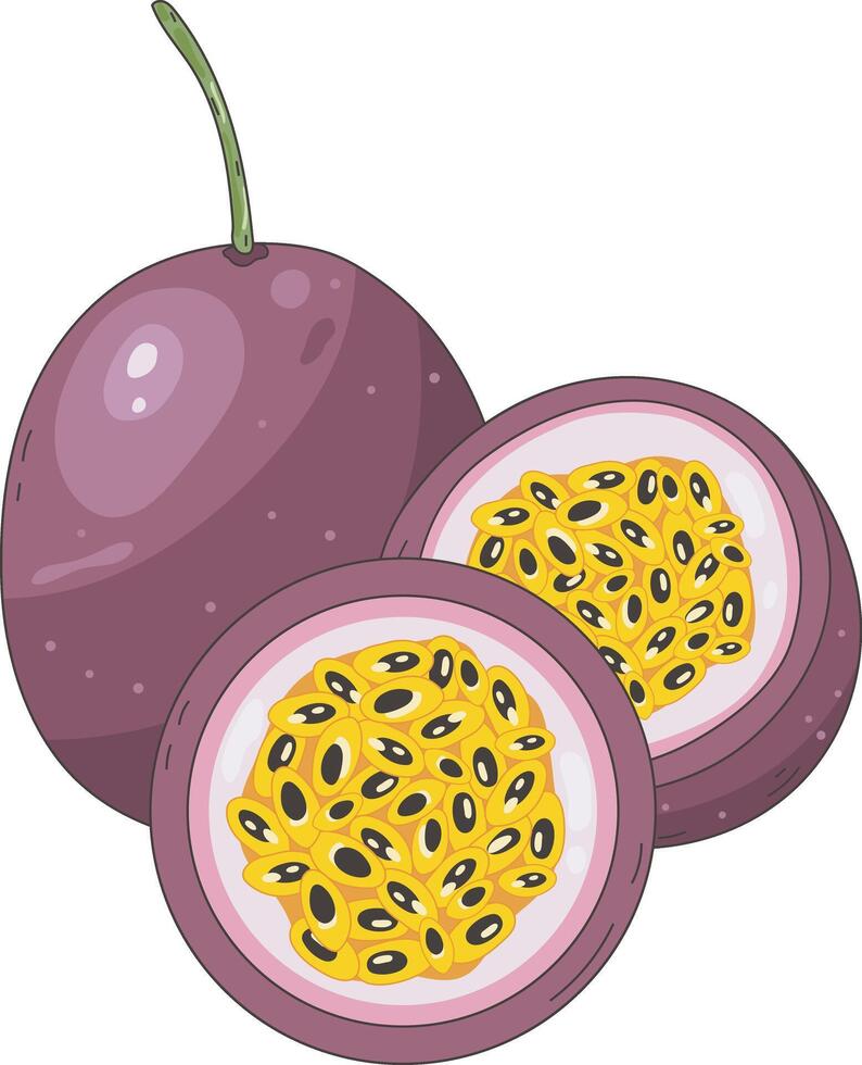 Ripe Passion Fruit Nature Illustration Graphic Element Art Card vector