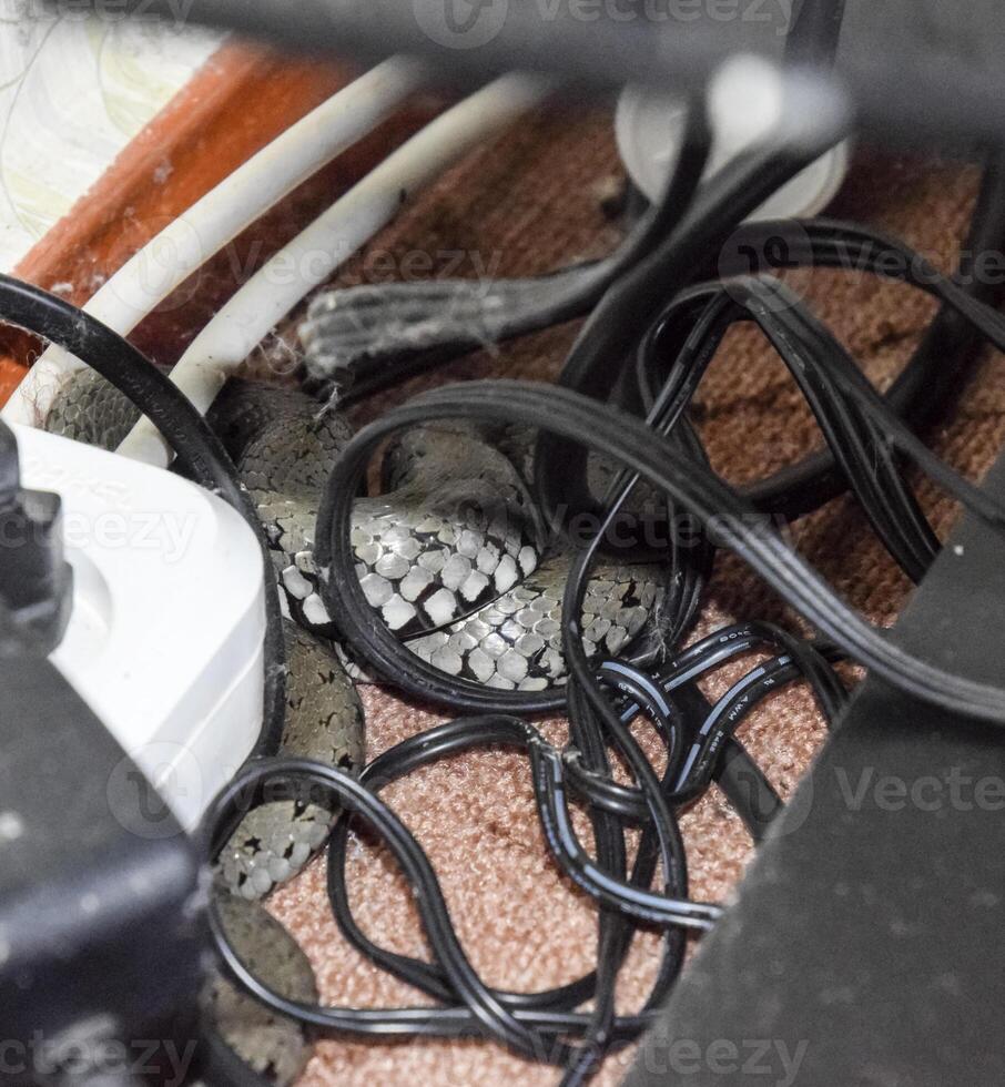He crawled into the house and hid in the wires. The snake is in the socket in the wires. photo