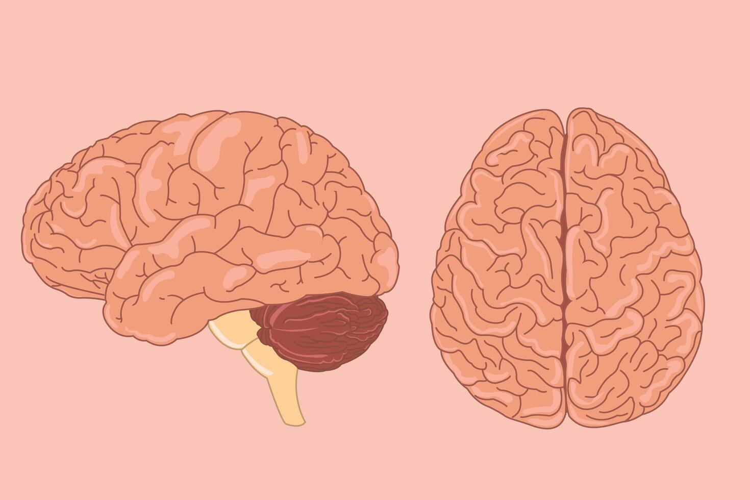 Human brain vector illustration. side view of brain with cerebrum, brainstem and cerebellum to study anatomy, neurology. eps 10