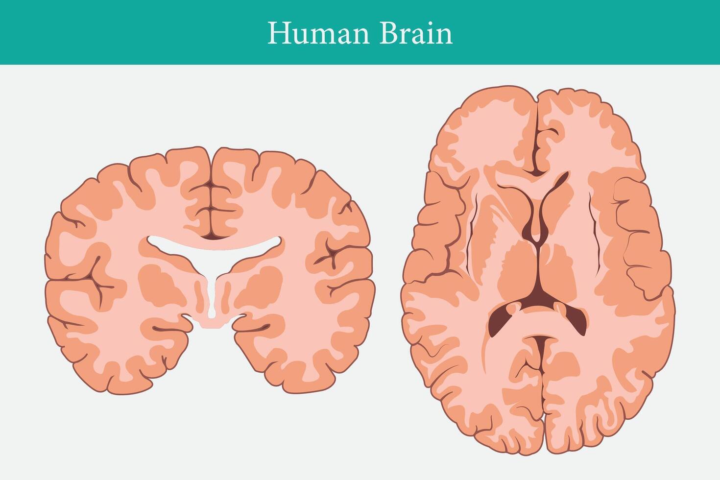 horizontal y vertical cruzar secciones mediante cerebro. cruzar sección de humano cerebro. eps 10 vector